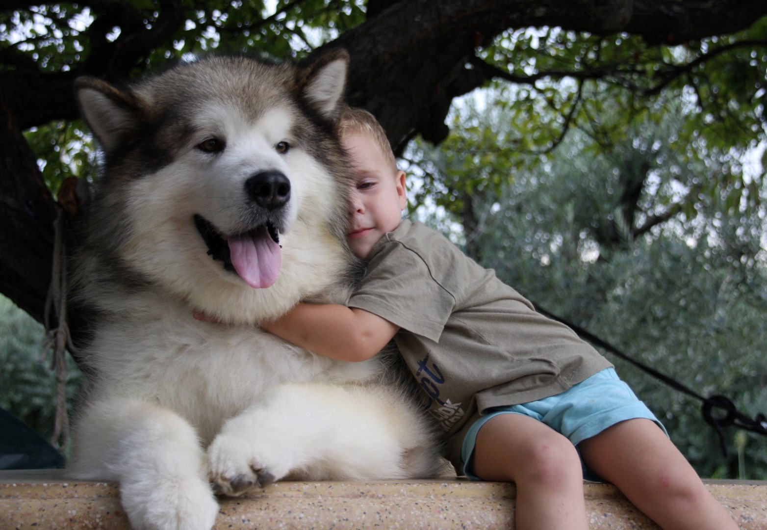 alaskanmalamute.it