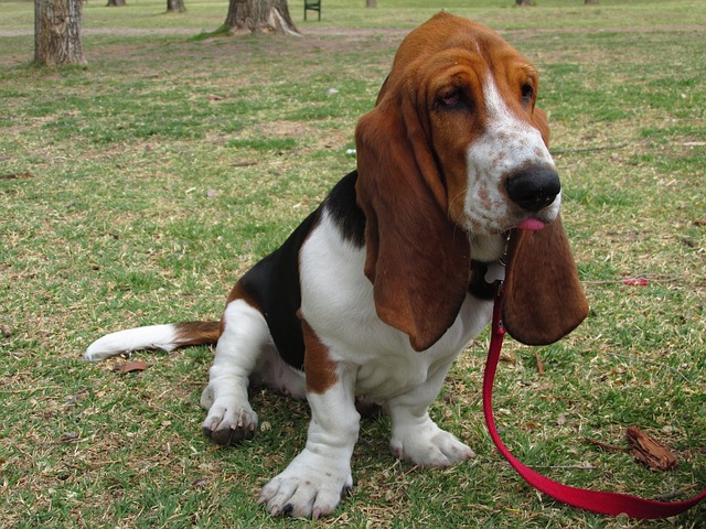 https://pixabay.com/en/basset-hound-dog-pet-345646/