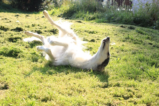 https://pixabay.com/en/dog-greyhound-borzoi-sun-633816/