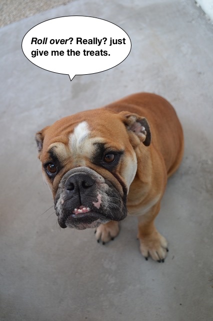 https://pixabay.com/en/english-bulldog-bulldog-pet-dog-228702/