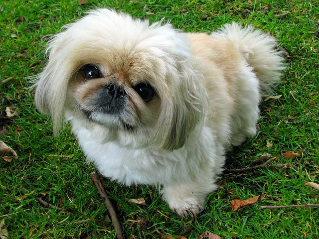 https://pixabay.com/en/pekingese-dog-pet-canine-animal-76185/