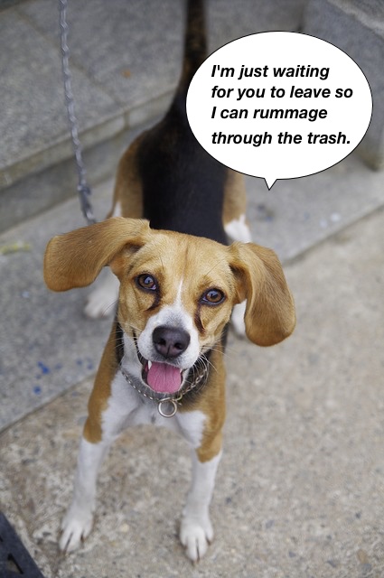 https://pixabay.com/en/beagle-harrier-puppy-dog-animal-766532/
