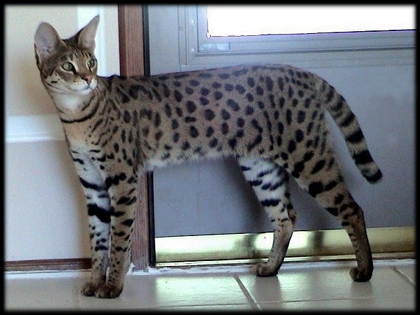 savannahcat.com