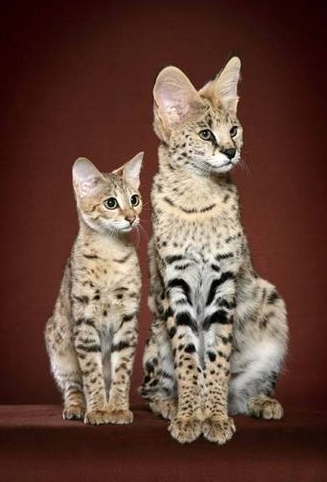 savannahcatshoppe.com 