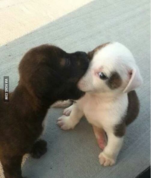 Puppy kiss gone awkward. Image Courtesy of 9Gag.com.
