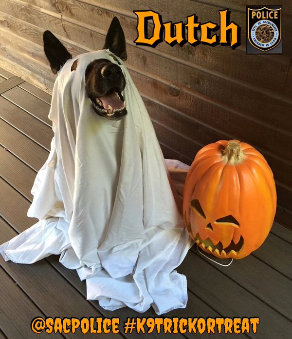 Dutch goes trick or treating. @SacPolice.