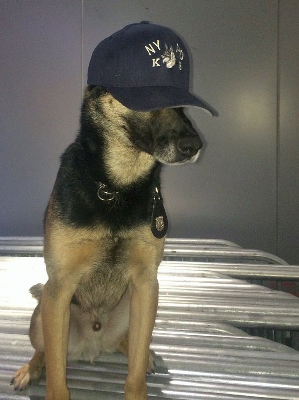 Timmy goes undercover at the vet. @NYPDNews.