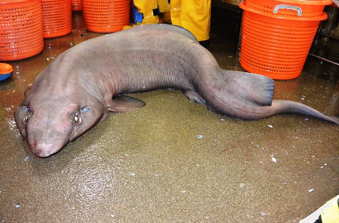 False Catshark. Image Courtesy of news.discovery.com.