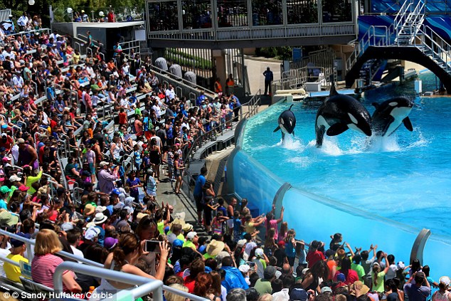 Fewer attendees at SeaWorld performances. Image Courtesy of dailymail.co.uk.