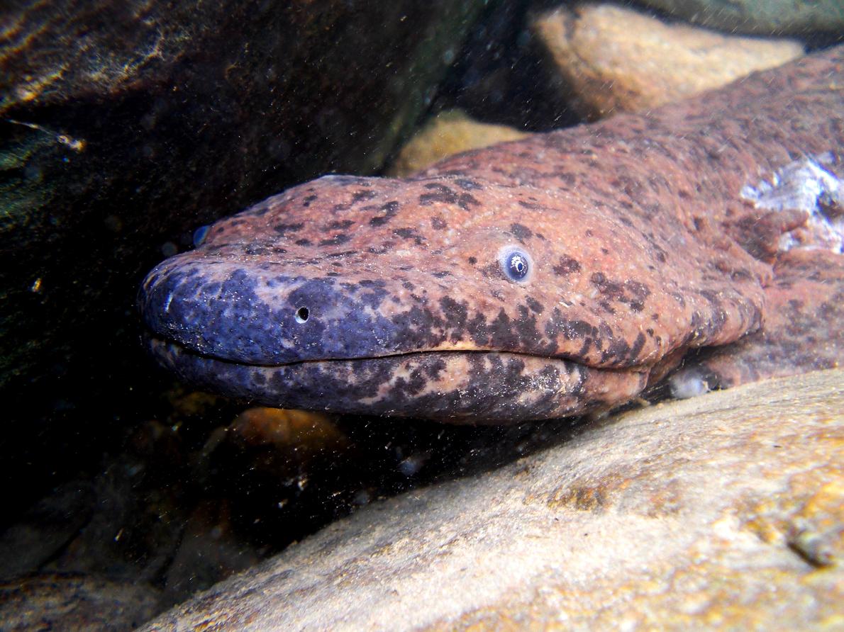 Four Foot Long Salamander. Image Courtesy of news.nationalgeographic.com.