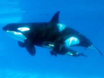 Kasatka and her calf in 2013. Image Courtesy of npr.org.