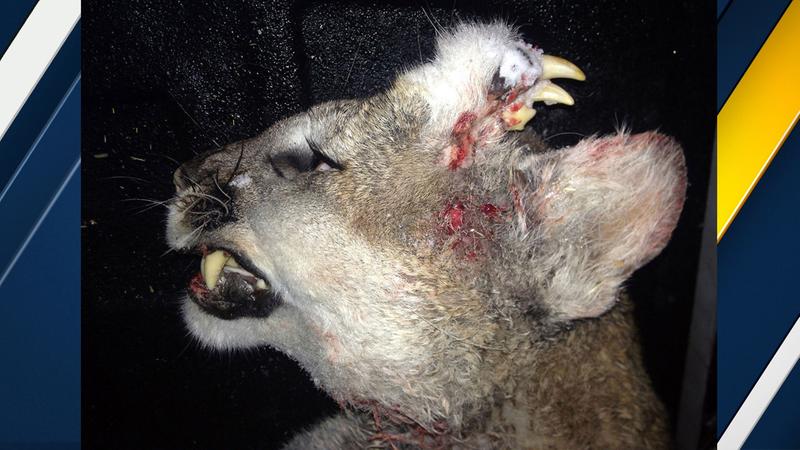 Mountain lion with teeth on its head. Image Courtesy of Idaho Department of Fish and Game.