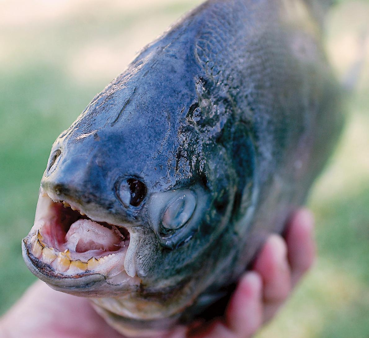 Pacu found in Arizona and New Jersey. Image Courtesy of news.nationalgeographic.com.