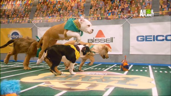 Puppy Bowl picture. Image Courtesy of gma.com.