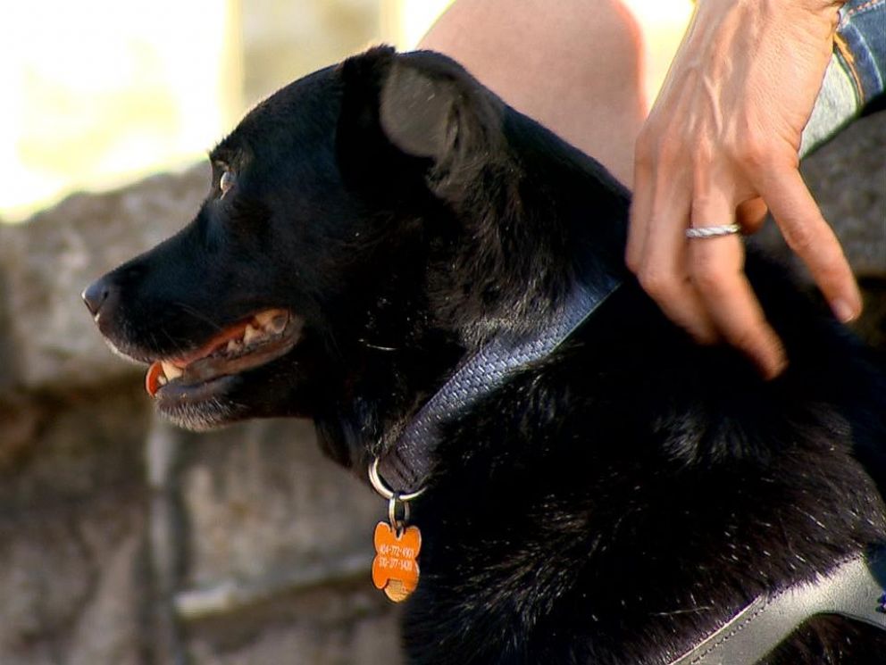 Woman and her fake emotional support dog. Image Courtesy of abcnews.go.com